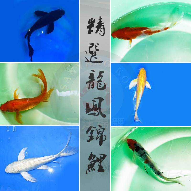 纯种长尾龙凤锦鲤火鲤松叶白黑黄红贵妃蝴蝶鲤招财冷水观赏鱼金鱼