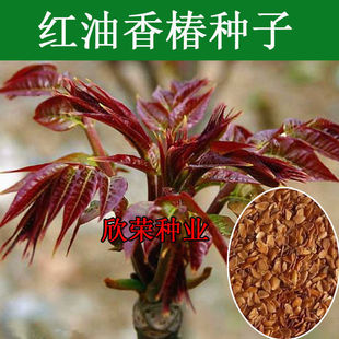 香椿种子红油四季芽苗菜蔬菜种籽阳台庭院盆栽种子香春树红香椿种