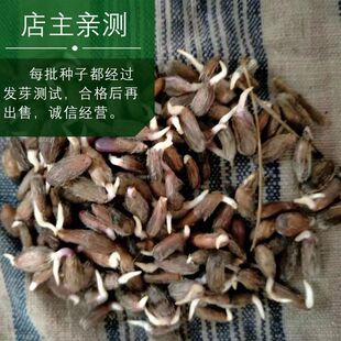 苍术种子朱砂点北苍术 南苍术 茅苍术送种植技术