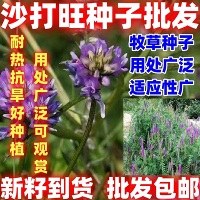 沙打旺种子多年生牧草四