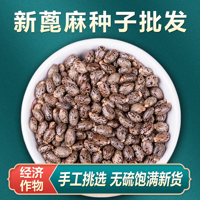 蓖麻种子手工挑拣蓖麻籽新鲜中药材蓖麻子树根大粒红蓖麻种籽油