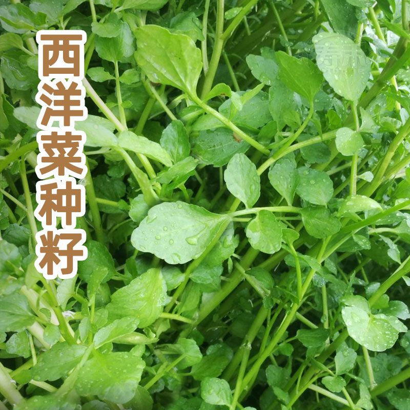 西洋菜种子一年四季豆瓣菜水芥菜种长寿菜保健菜四季菜籽蔬菜种子