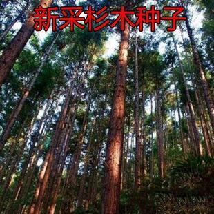 新釆杉木种子冷杉柳杉种子落羽杉种子刺杉杉树种子绿化苗木种子