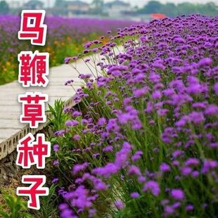 散装柳叶马鞭草种子乡村旅游多年生柠檬细叶宽叶阔叶马鞭草花种子