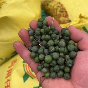 现采九华山多花姜型黄精种子老虎姜形种籽新果黄精种植苗带皮