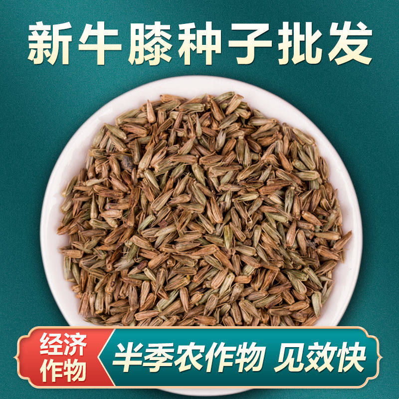 散装牛膝种子牛夕籽春夏季种植周期短药材还有鸡冠花荆芥红花种孑