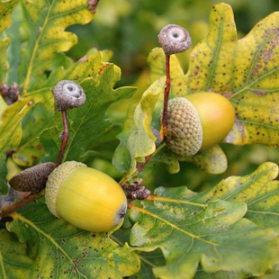 林木种子红橡皮树种子青冈栎麻栎种籽栓皮栎种子蒙古栎娜塔栎种子