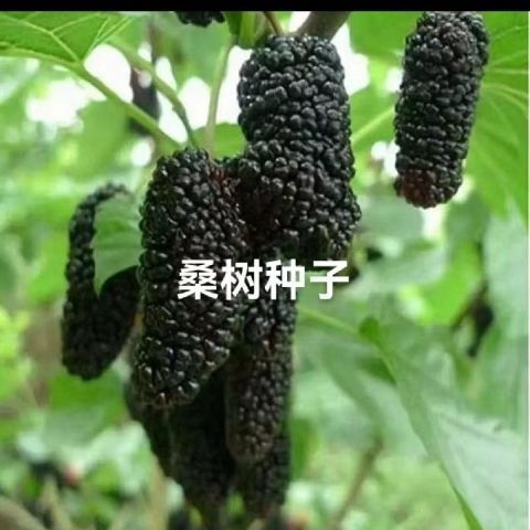 出售果树籽桑树种子桑葚桑果桑椹子四季可播口感好