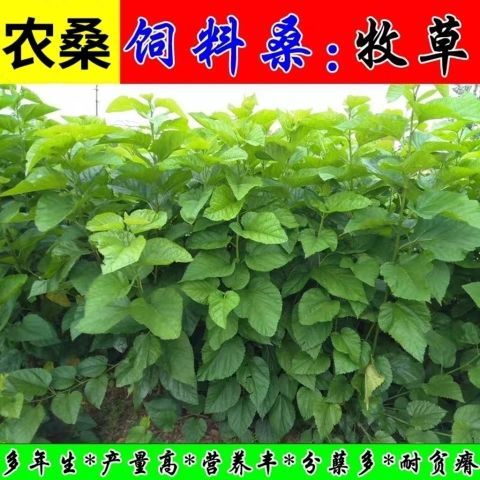 桑树种子大叶强农桑蚕桑子养蚕桑饲料桑桂桑 四季种植野生桑葚子
