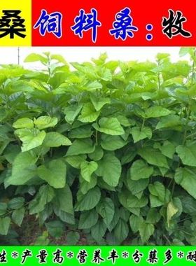 桑树种子大叶强农桑蚕桑子养蚕桑饲料桑桂桑 四季种植野生桑葚子