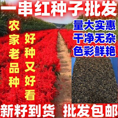 一串红种子简单易种花期