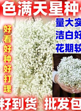 白色满天星花种子重瓣四季种易活花卉室内外阳台盆栽满天星花草