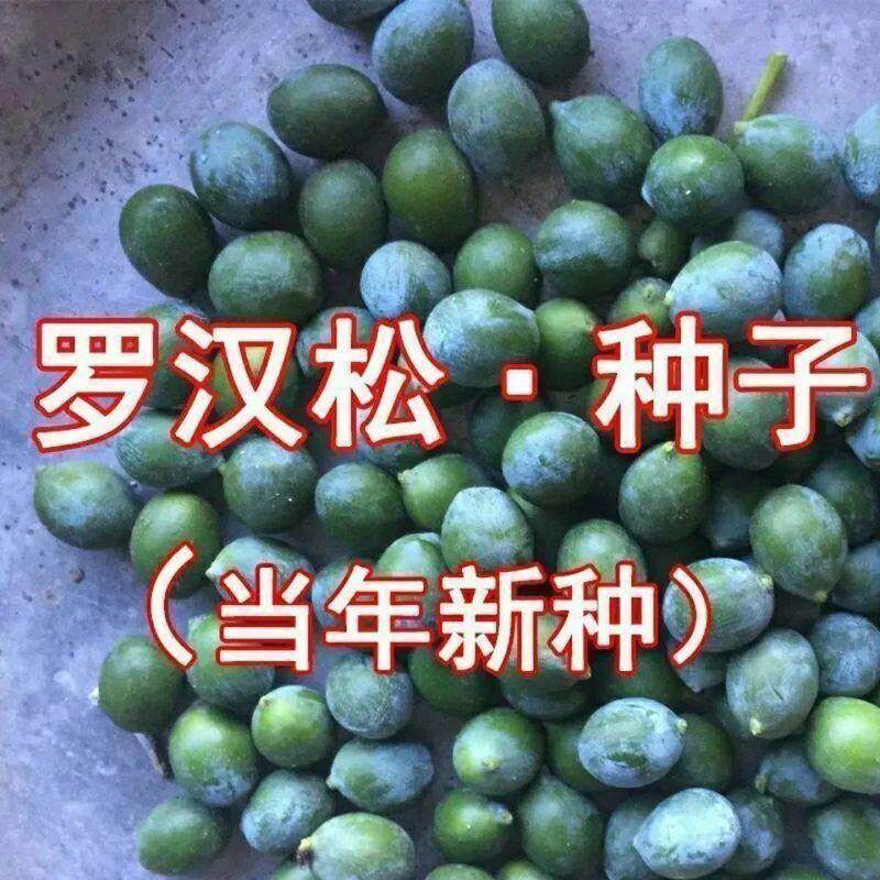 罗汉松种子冷藏珍珠雀舌贵妃红芽珍珠台湾兰屿罗汉松庭院盆景种子