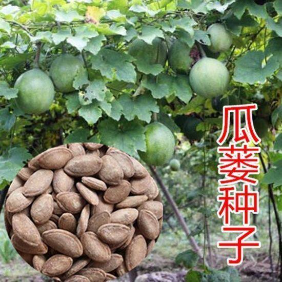 春蝶瓜蒌种子瓜楼种籽吊瓜籽种药食两用爬藤种植瓜籽