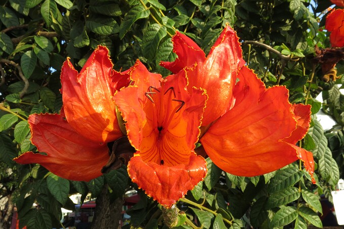 澳洲火焰木种子 火焰树种籽 苞萼木种子 新采收纯净林木花卉种子