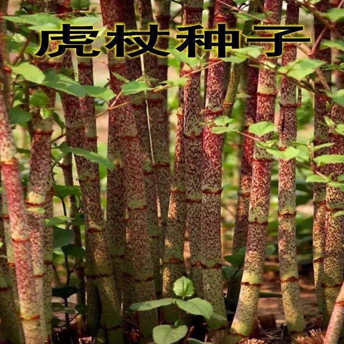 新采摘名贵中药材种子 虎杖净种子 野生虎杖种子大接骨熊黄连种子
