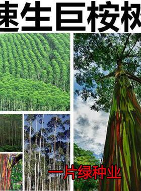 速生桉树种子 新采巨桉 广林9号 树种子 蓝按桉树籽 林木种子新种