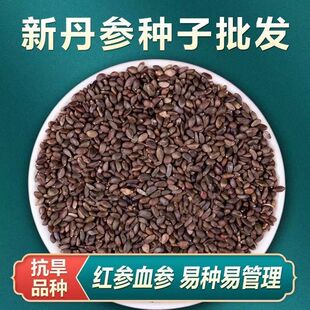 中药材丹参种籽野生特级丹参种子新鲜红丹参苗幼苗春四季种植苗子