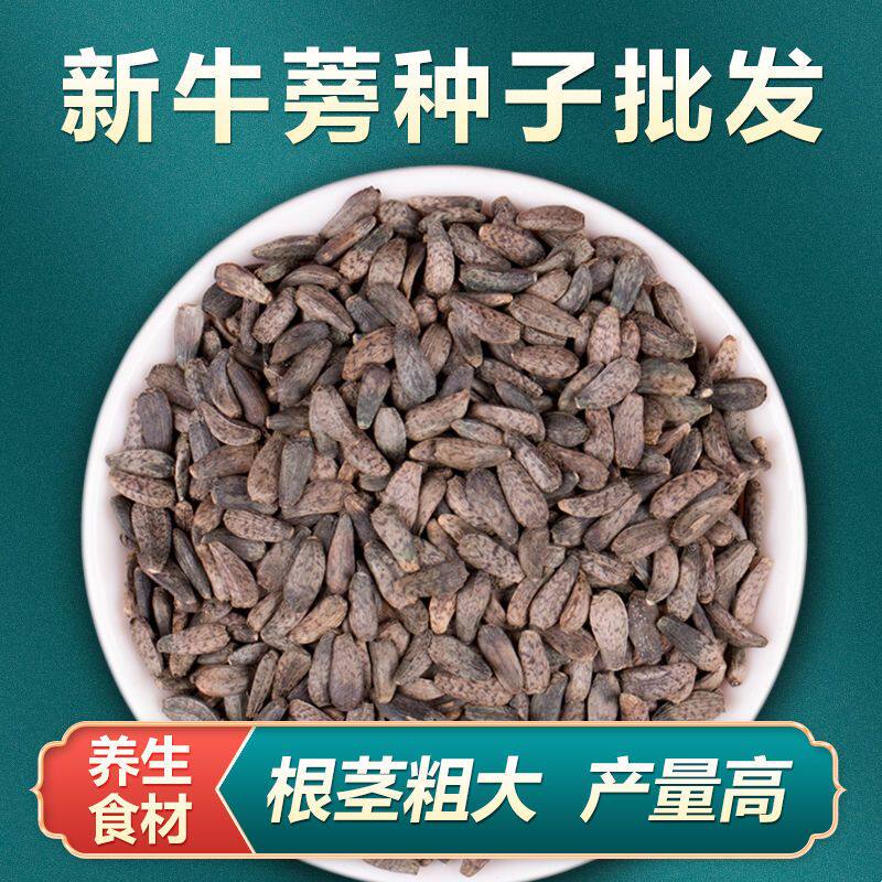 散装中药材牛蒡种子牛蒡根茶四季种植牛蒡种籽决明子种孑500g