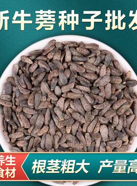 散装中药材牛蒡种子牛蒡根茶四季种植牛蒡种籽决明子种孑500g