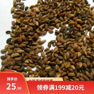 药材黄柏种子川黄柏种子黄檗元柏檗木黄菠萝籽厚皮树木苗木树种子