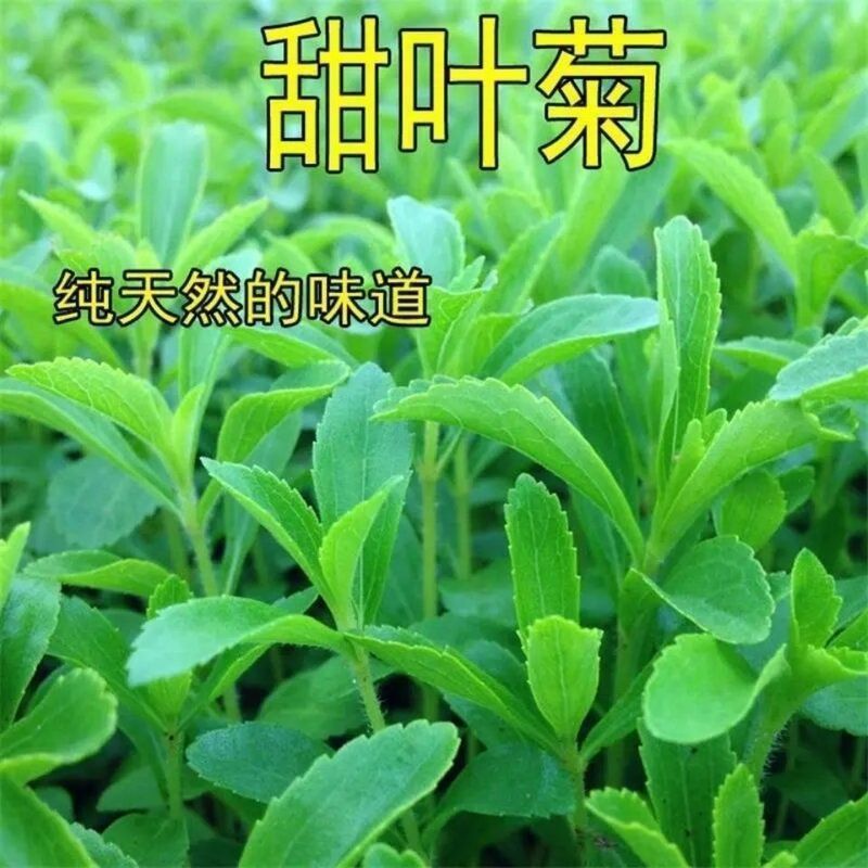 菊花种子甜叶菊种子 香草种子可泡茶阳台花种子 甜味花卉植物种子