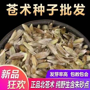 苍术种子南北方朱砂点苍术籽野生仓术茅苍术四季播种头菜赤术种苗