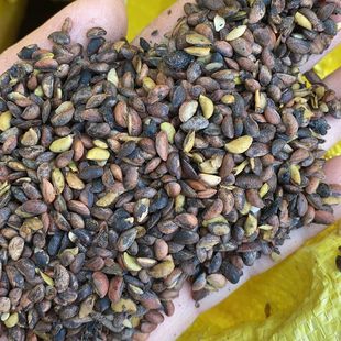 药材黄柏种子川黄柏种子黄檗圆柏檗木黄菠萝籽皮厚树木苗木树种子