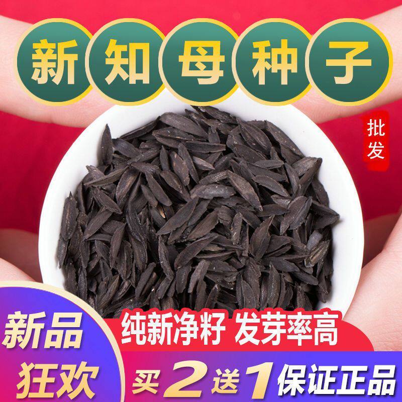 毛知母种子2021年新地参子籽种中草药材植物知母种孑春季四季种植