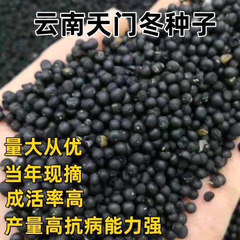 正宗云南大天冬种子优质天门冬种子种苗中药材小天冬改良品种净籽