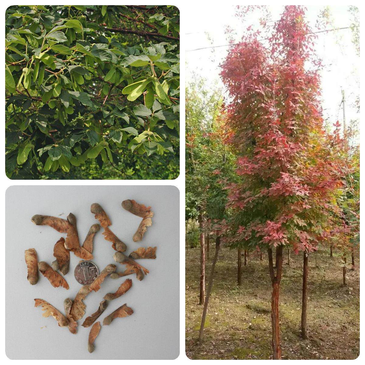 林木种子血皮槭种子槭科树木种子血皮槭树种血皮槭种绿化园林种籽