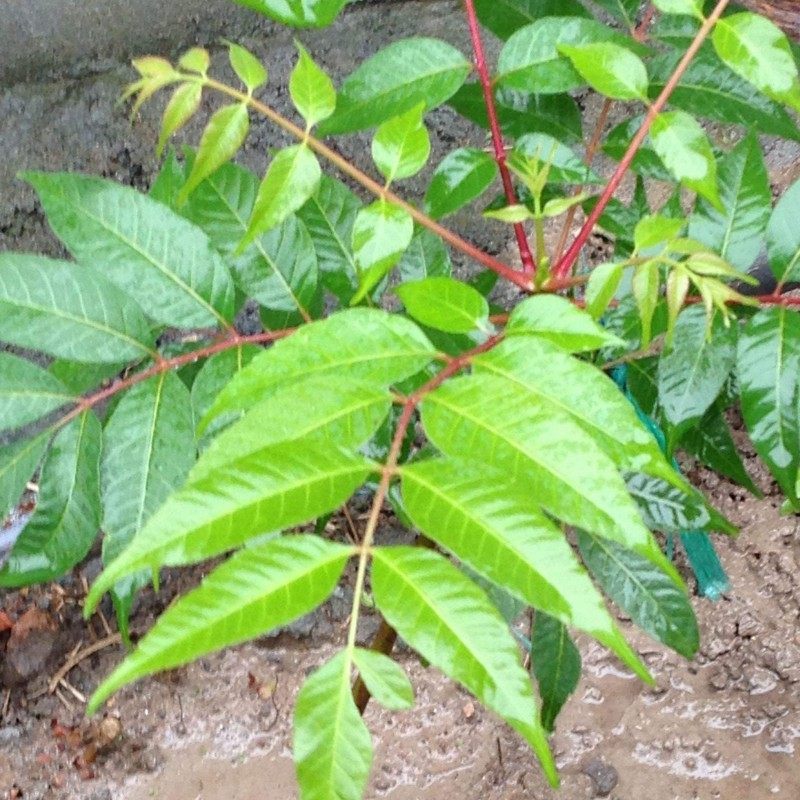 椿树种子椿树籽春树树种子当年新采摘臭春树林木籽荒山绿化乔木