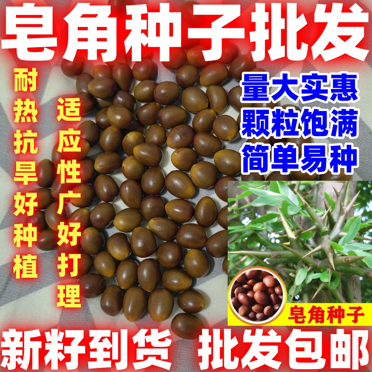 新采皂角种子大皂角中皂角刺树苗种子篱笆围栏皂荚皂角小皂角好种