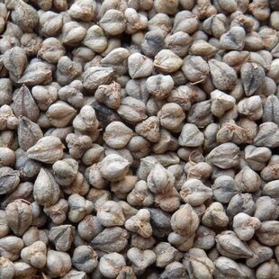 苦荞麦种子食用荞麦种子家种杂粮作物易种高产优质荞麦种子