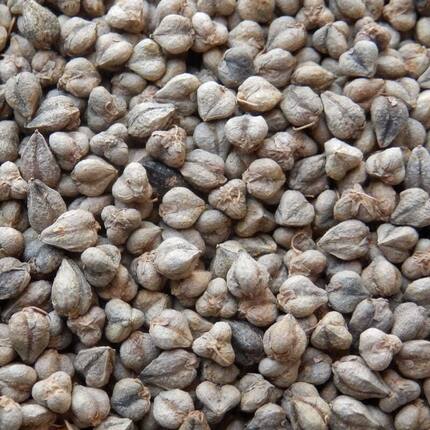 苦荞麦种子食用荞麦种子家种杂粮作物易种高产优质荞麦种子