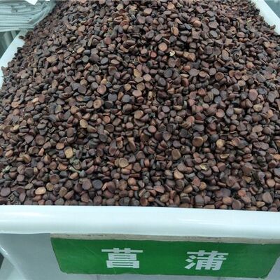 黄花鸢尾新采黄菖蒲种子花卉种子水生黄菖蒲种子水陆植物耐涝花籽