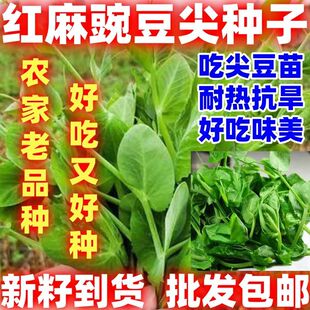 红麻无须豌豆苗种子豌豆尖种子四季易种阳台盆栽芽苗菜蔬菜种子