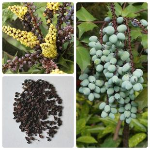 林木种子十大功劳种子老鼠刺种子猫刺叶种子四季种植耐热耐寒庭院