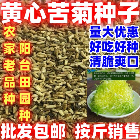 黄心苦菊种籽论斤卖凉拌蔬菜种子阳台田园蔬菜黄心苦菊种子