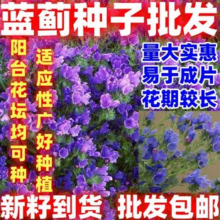 蓝蓟种子蓝刺头庭院观花种子蓝色混色景观花海四季花籽简单易种