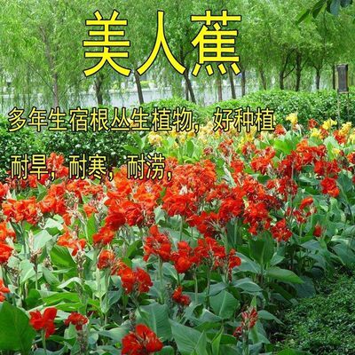 散装美人蕉种子 红艳蕉小花美人蕉 进口小芭蕉黄花美人蕉种子花籽