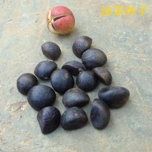 油茶种子茶籽种子白花油茶树种子茶油树种子茶籽果新鲜山茶子茶果