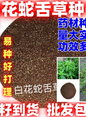 白花蛇舌草种子药材简单