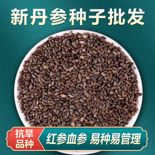 中药材丹参种籽丹参种子新鲜红丹参苗幼苗春四季种植苗子
