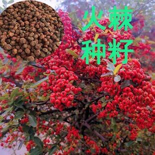 新采 火棘种子火把果救军粮红子刺 树种子 赤阳子种籽子绿化苗木
