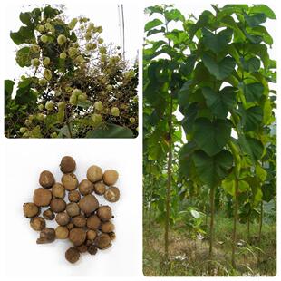 柚木种子林木种子胭脂木树种子紫柚木种籽血树麻栗种子四季木材种