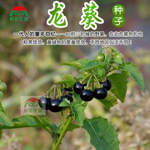 寿光蔬菜种子农家野生龙葵燕悠黑悠悠阳台特色水果盆栽四季播包邮