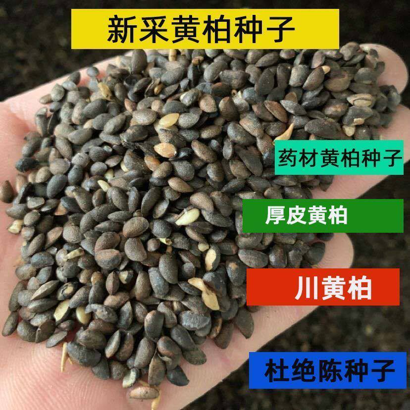 新采黄柏种子耐寒黄白皮树种元子庭院厚朴黄菠萝绿化行道林木苗木