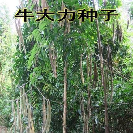 野生牛大力种子 大力薯小叶细叶中叶大叶牛大力种籽种苗包邮