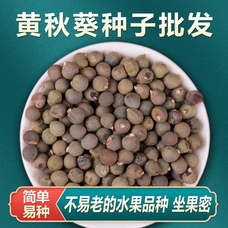 黄秋葵种子绿秋葵菜绿羊角菜杨贵妃五福撒可奇高产四季种春播